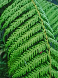 Close-up of fern