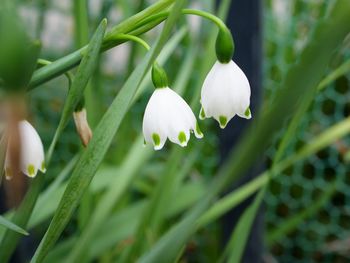 Close-up of white flowering plant