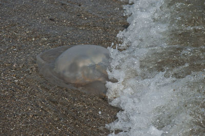 High angle view of shell on beach