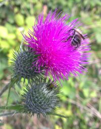 Close-up of honey bee on thistle