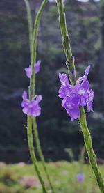 Close-up of purple flowers