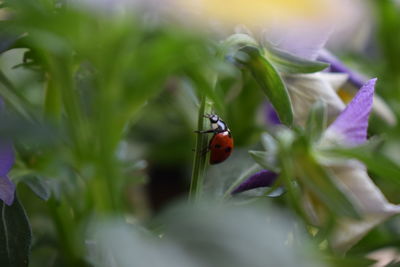 Close-up of ladybug on flower