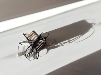 High angle view of fly on white background