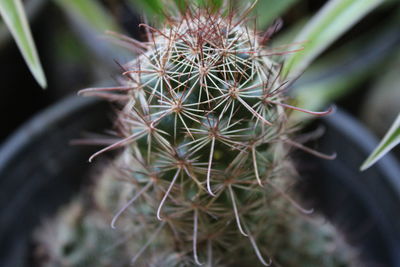 Close-up of cactus plant