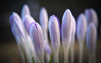 Close-up of purple crocus against blurred background