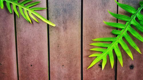 High angle view of potted plant on table