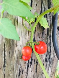 Close-up of red tomatoes growing on wood