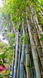 Low angle view of tree in greenhouse