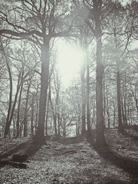 Sunlight streaming through trees in forest