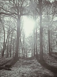 Sunlight streaming through trees in forest