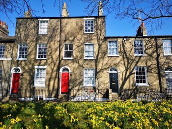 Sunny spring day view of houses with daffodils in the foreground in cambridge uk