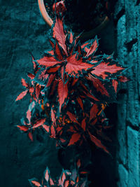 Close-up of red maple leaves on plant during autumn