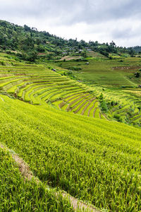 Scenic view of agricultural field against sky