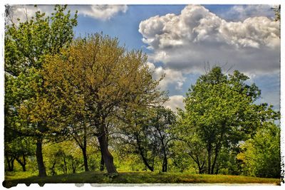 Close-up of fresh green tree against sky
