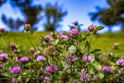 Close-up of purple flowering plant