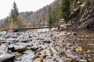 Scenic view of river in forest against sky