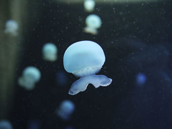 Close-up of jellyfish swimming in aquarium