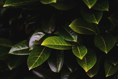 Close-up of green leaves
