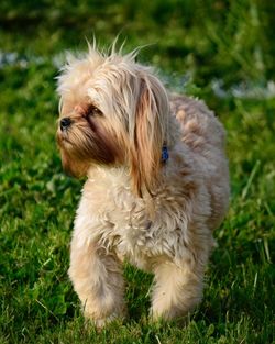 Portrait of a dog on field