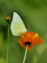 Close-up of butterfly pollinating on flower