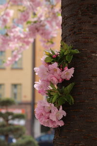 Close-up of pink flowers