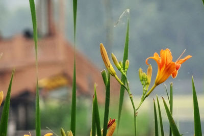 Close-up of flowers blooming outdoors