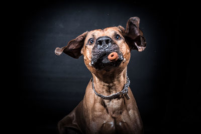 Close-up portrait of dog sitting against black background