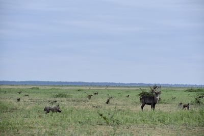 Horses in a field