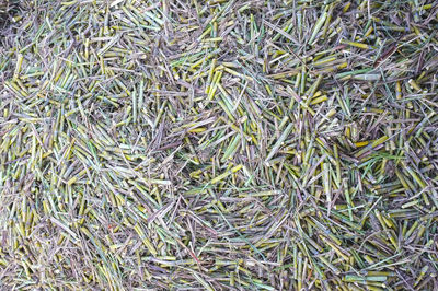 Full frame shot of plants on field