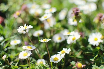 Close-up of white daisy flowers on field