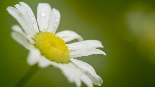 Macro shot of water drops on yellow flower