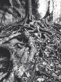 Bare trees in forest