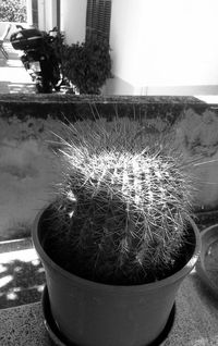 Close-up of cactus plant