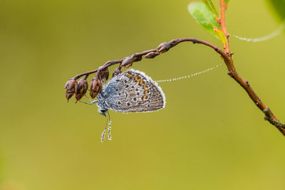 Close-up of caterpillar hanging on branch