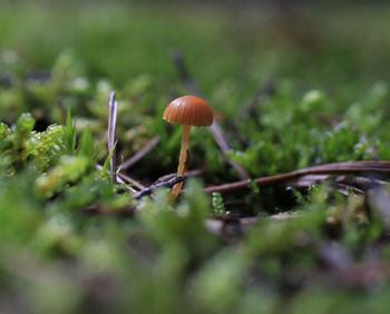 Close-up of mushroom growing on field