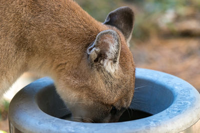 Close-up of cougar drinking from container