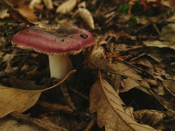 Close-up of fly agaric mushroom