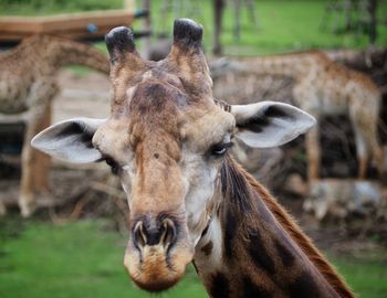 Close-up portrait of giraffe on field