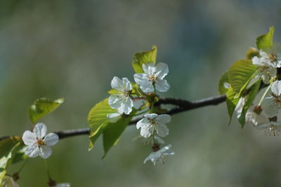 Close-up of cherry blossoms on branch
