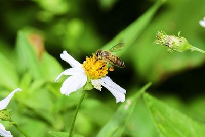 Close-up of insect on flower