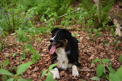 Portrait of border collie dog laying down in woodland