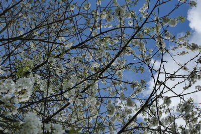 Low angle view of cherry blossoms against sky