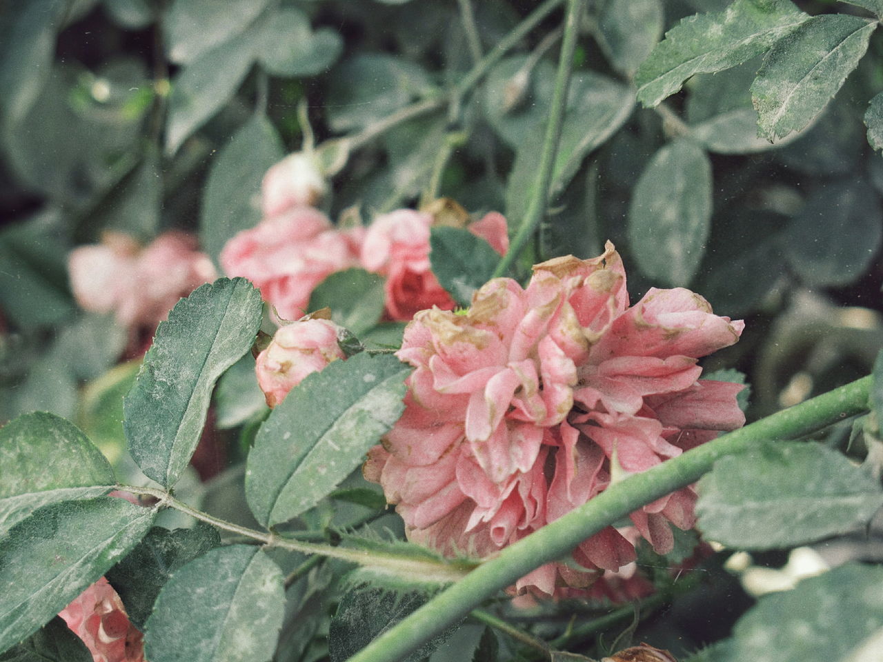 CLOSE-UP OF PINK ROSE PLANT