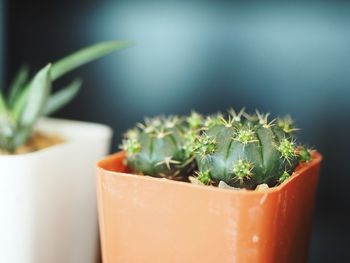 Close-up of potted plant on table