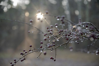 Close-up of fresh cherry blossoms in spring