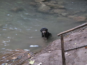 High angle view of dog swimming in water