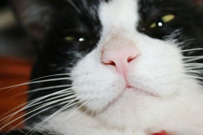 Close-up portrait of cat