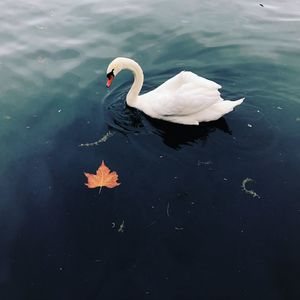 High angle view of swan swimming in lake