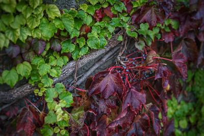 Close-up of ivy growing on tree