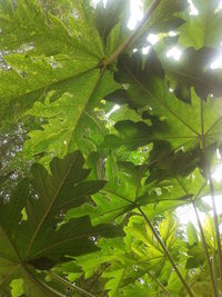 Low angle view of tree